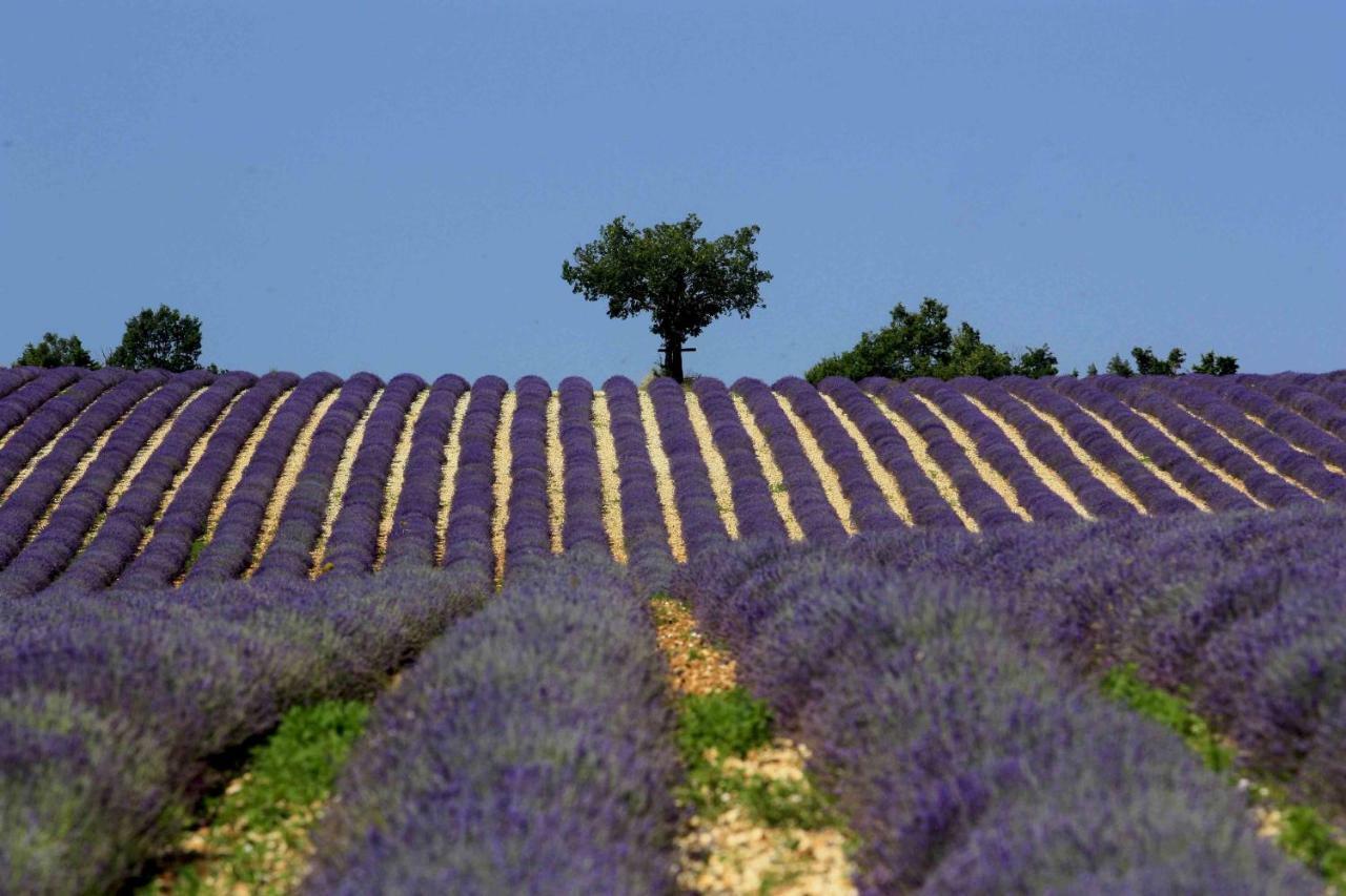 Clos Des Lavandes - Chambres Et Suites De Charme Climatisees-Luberon Lacoste  Exterior foto